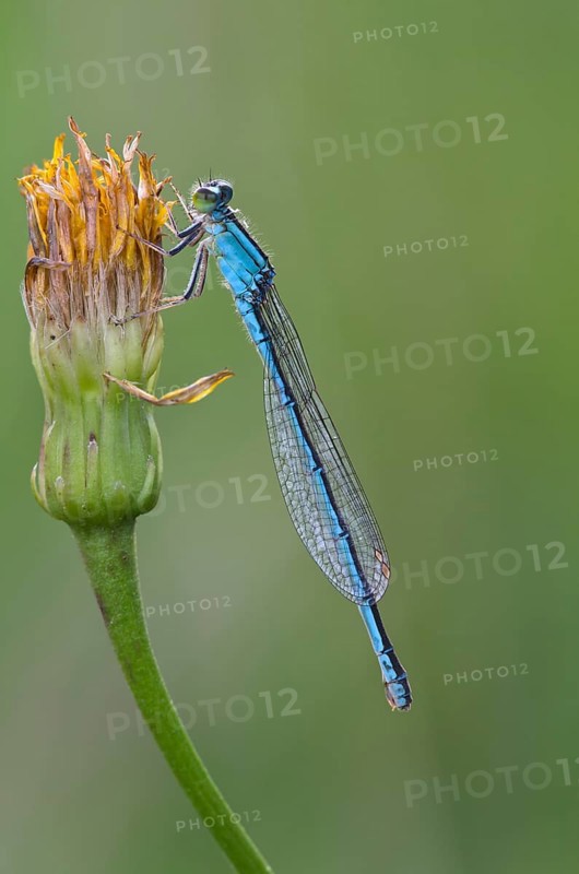 Scarce Blue-tailed Damselfly or Small Bluetail (Ischnura pumilio)