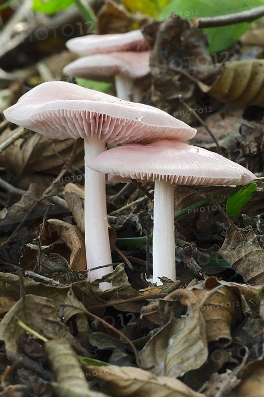 Rosy Bonnet (Mycena rosea)