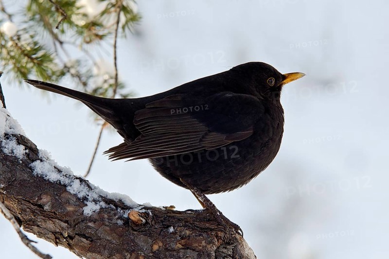 Blackbird (Turdus merula)