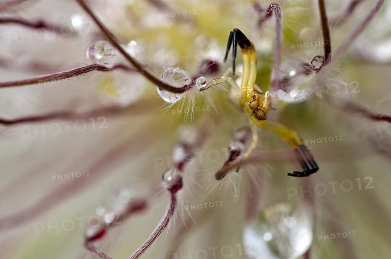 Goldenrod Crab Spider or Flower Crab Ppider (Misumena vatia)