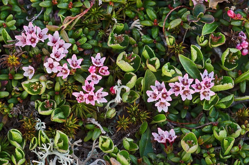 Alpine Azalea (Loiseleuria procumbens)