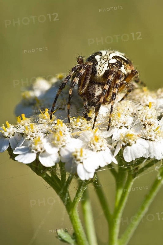 Oakleaf Orbweaver (Araneus ceropegius)