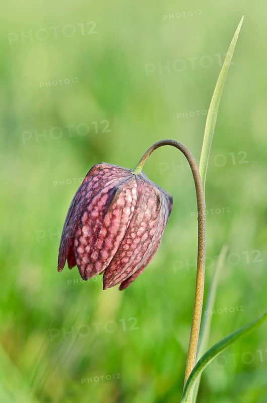 Snake's Head Fritillary