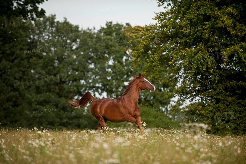 Hanoverian horse galloping across a meadow