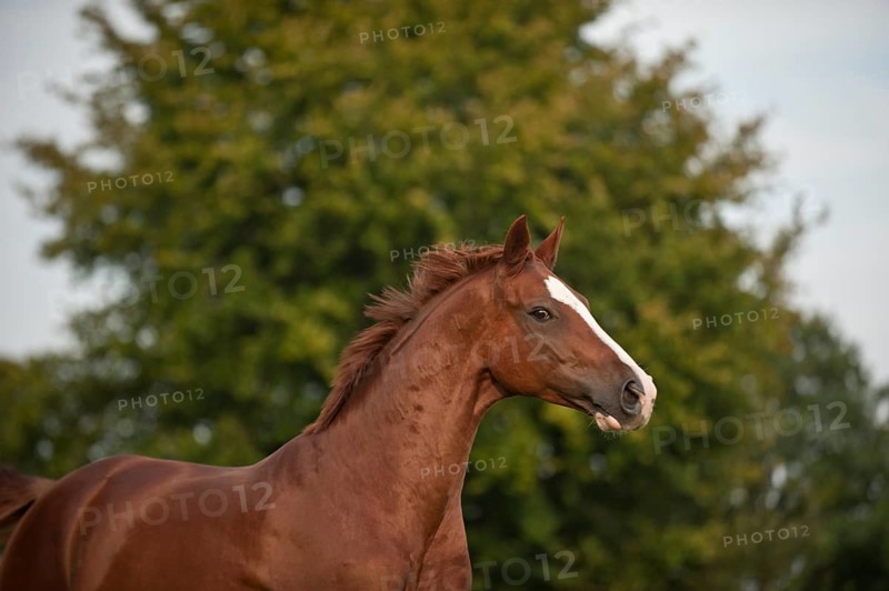 Hanoverian horse