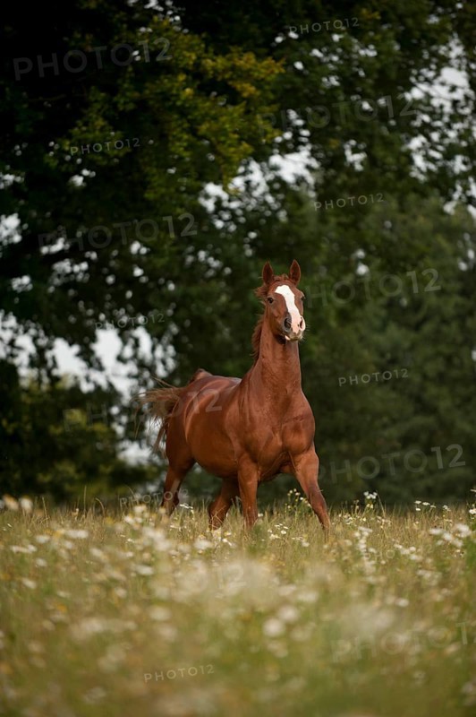 Hanoverian horse galloping across a meadow