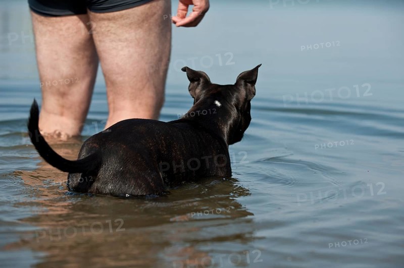 Old English Staffordshire Bull Terrier