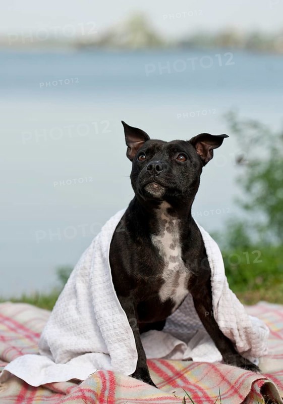 Old English Staffordshire Bull Terrier