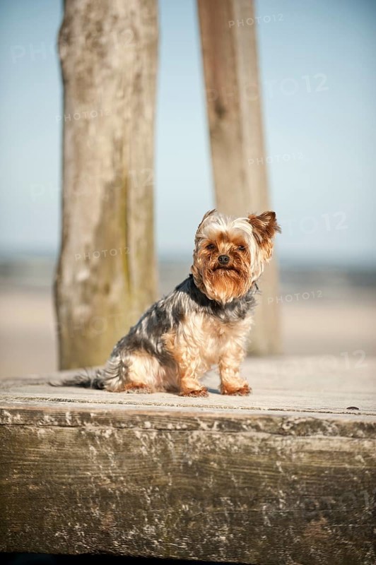 Yorkshire Terrier sitting on a dock