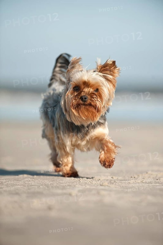 Yorkshire Terrier running along the beach