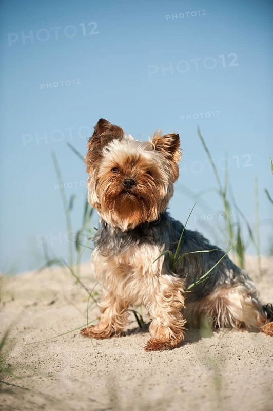 Yorkshire Terrier sitting on a sand dune