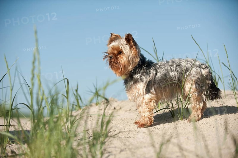 Yorkshire Terrier standing on a sand dune