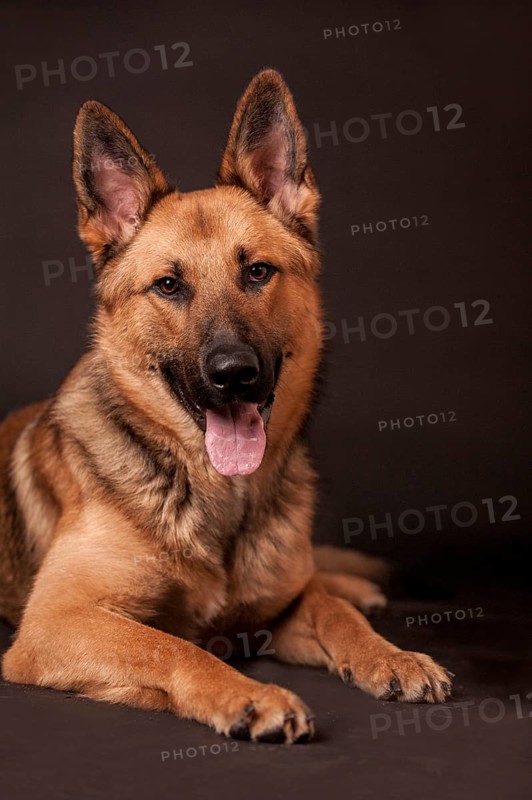 Shepherd mix dog