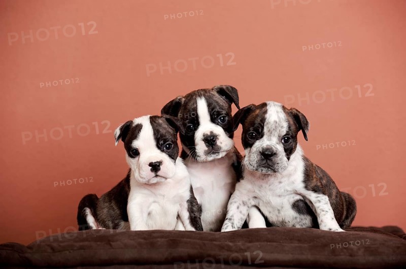 Olde English Bulldog