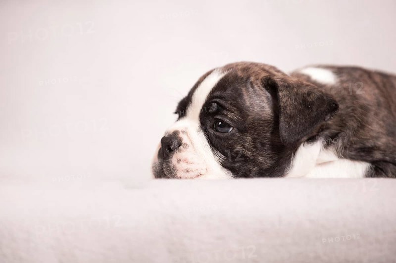 Olde English Bulldog