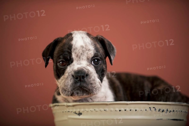 Olde English Bulldog