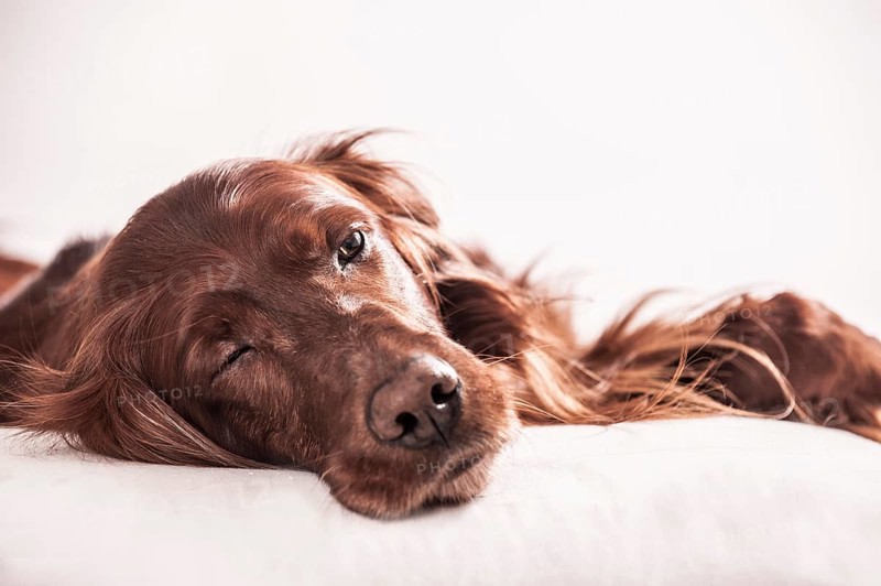 Irish Red Setter relaxing on a pillow