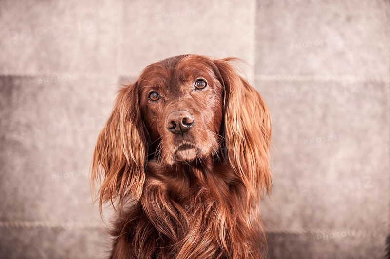 Irish Red Setter