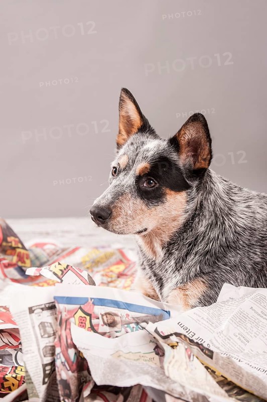 Australian Cattle Dog