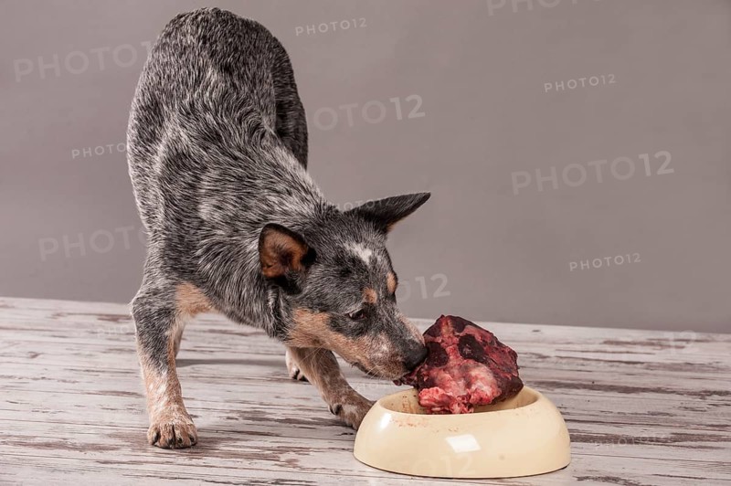 Australian Cattle Dog
