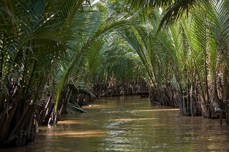 Bamboo growing on the Mekong River