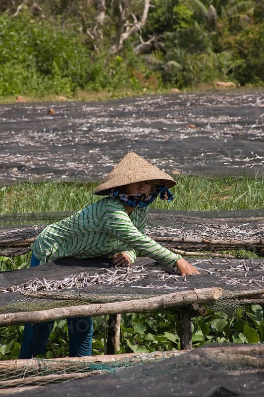 Vietnamese woman sorting freshly caught fish