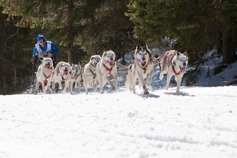 Dog sled or dog sledge