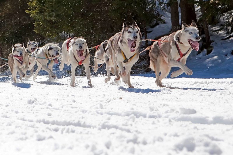 Dog sled or dog sledge