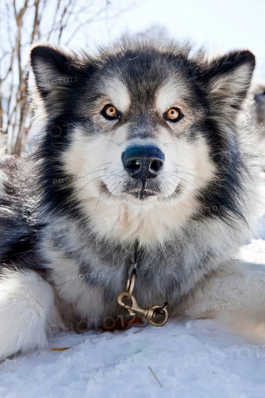 Sledge dog