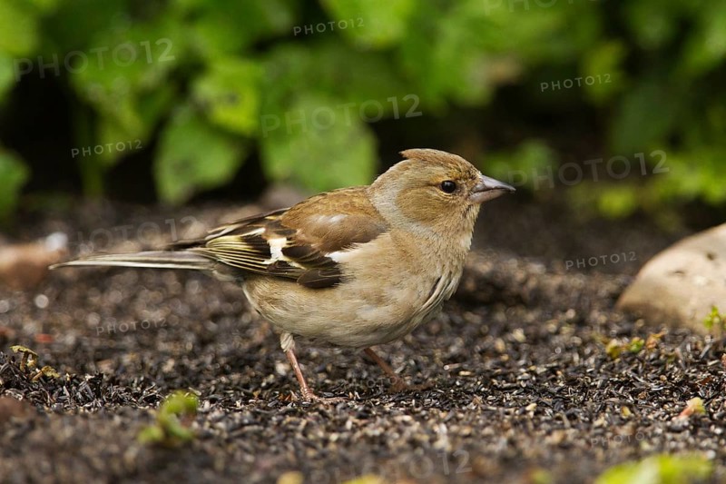 Juvenile Chaffinch (Fringilla coelebs) collecting food from the ground