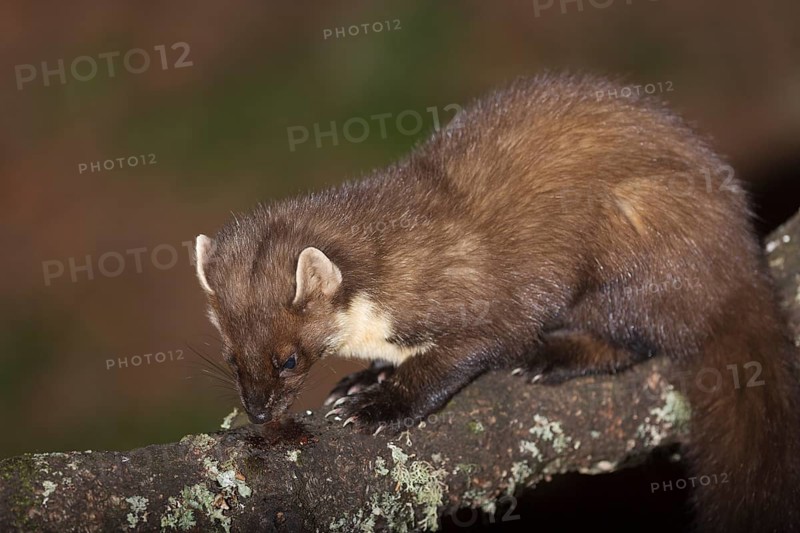 Pine marten (Martes martes)