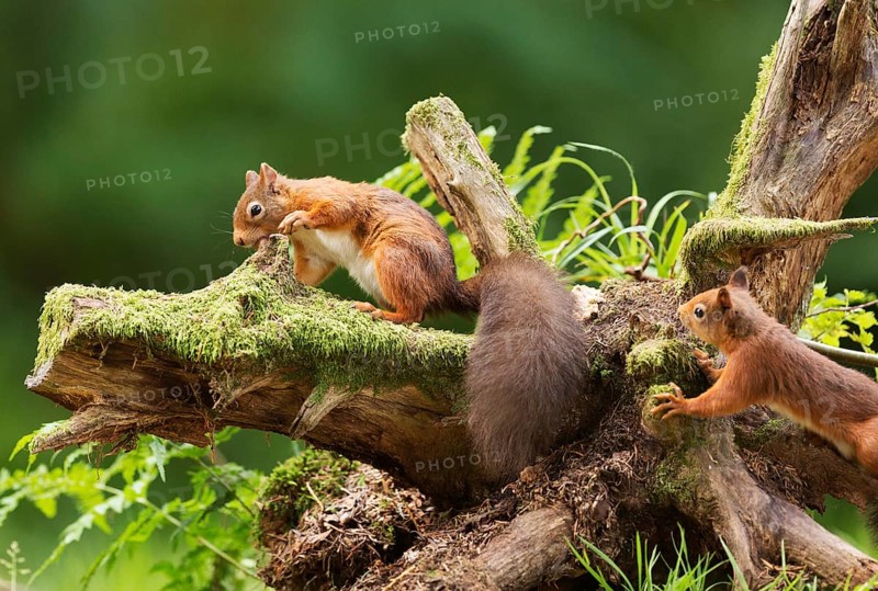 One Red squirrel (Sciurus vulgaris) collecting hazelnuts from a tree stump