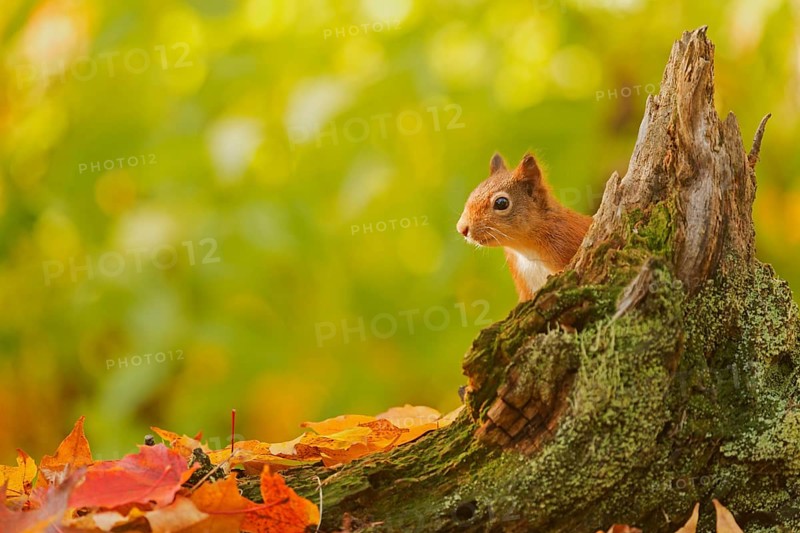 Red squirrel (Sciurus vulgaris) poking out from behind a tree stump