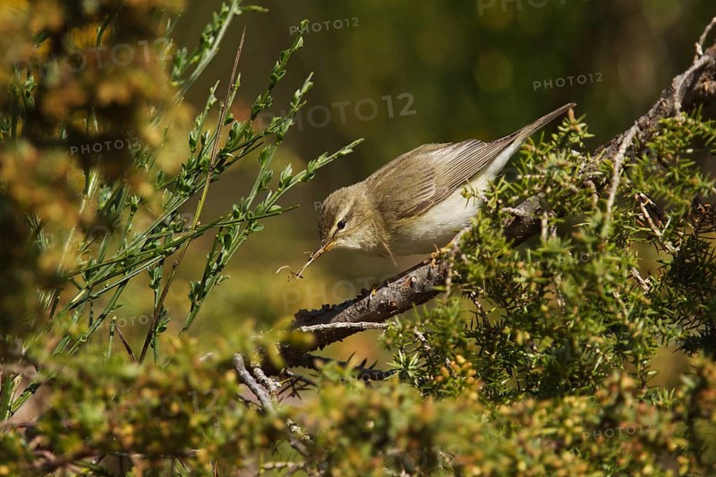 Willow warbler (Phylloscopus trochilus) collecting nesting material amongst gorse and jasmine