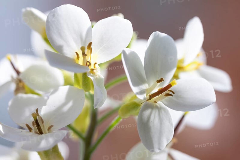 Flowering Cymbidium Orchid