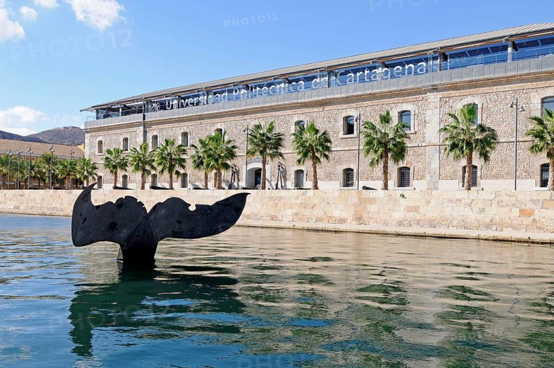 Cola de Ballena
