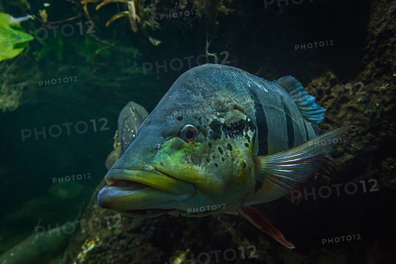 Humboldt Crest bass (Cichla temensis)