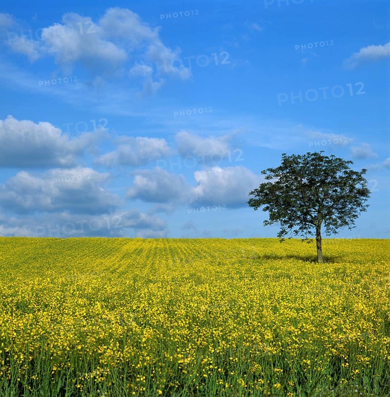 Solitary Walnut tree (Juglans regia) in a field of canola