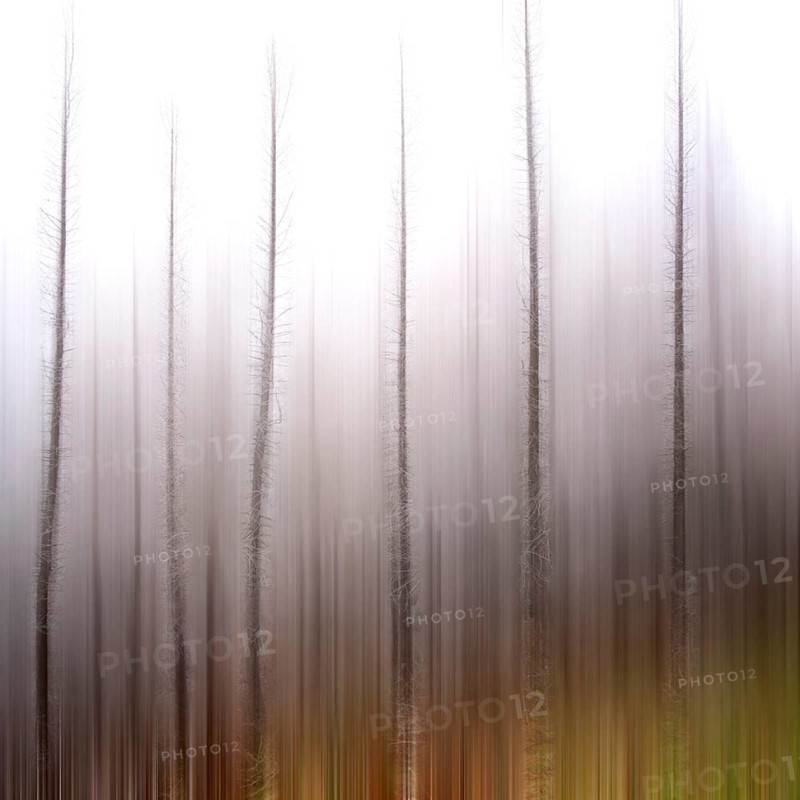 Blurred trees in a forest