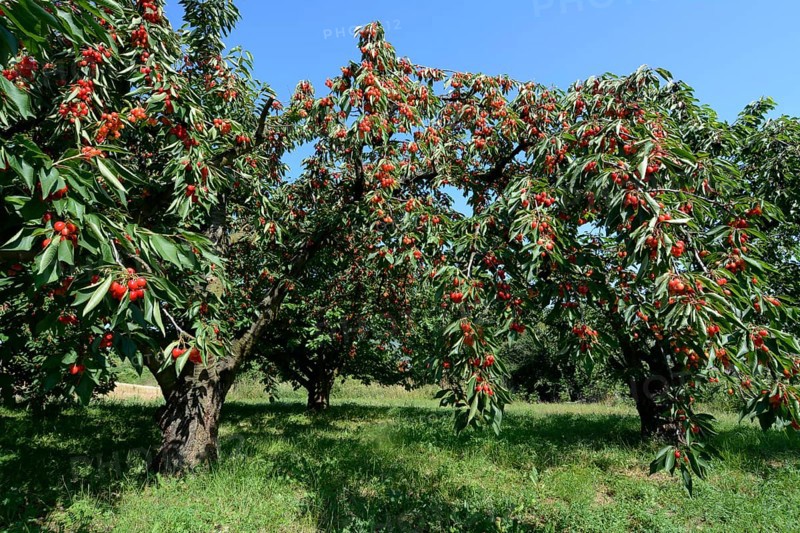 Cherry trees