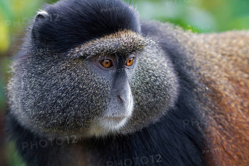 Golden Monkey (Cercopithecus kandti)