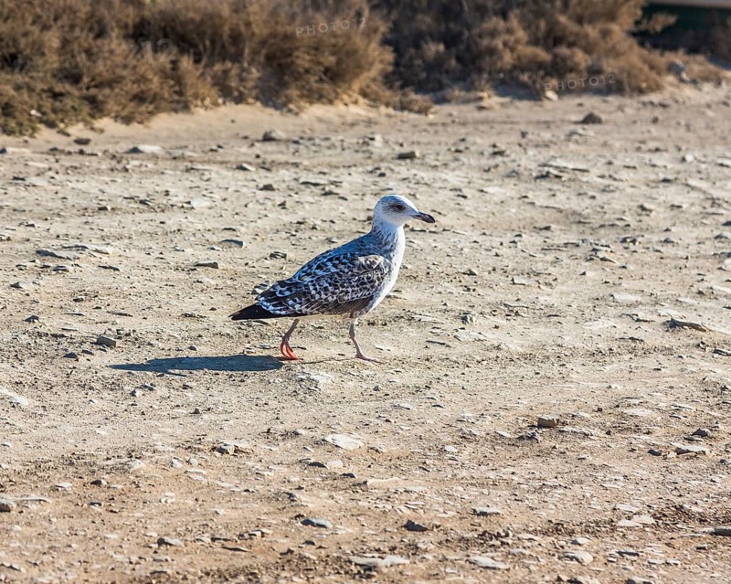Lesser Black-backed Gull (Larus fuscus)