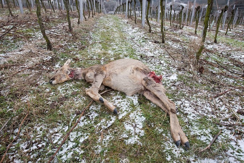 Roe Deer (Capreolus capreolus) killed by a dog