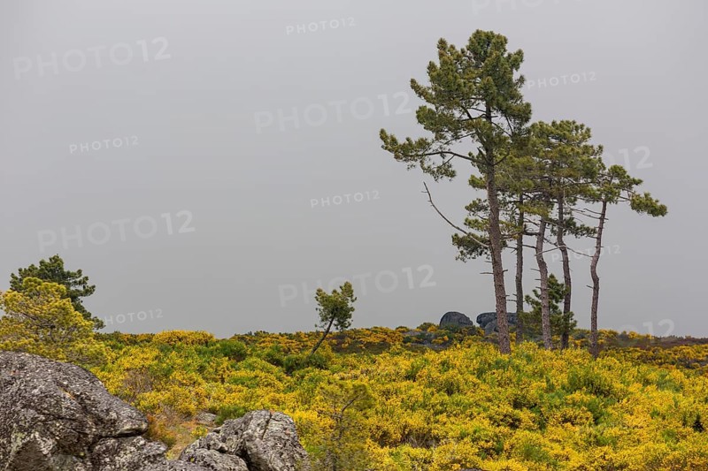 Barren highlands with gorse in bloom