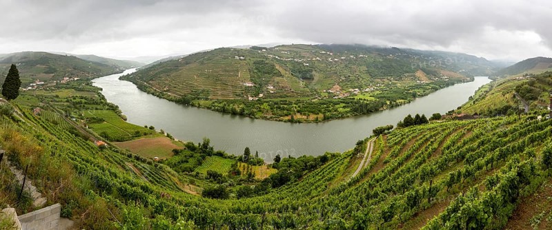 Vineyards