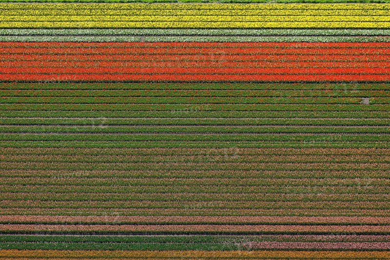 Tulip fields