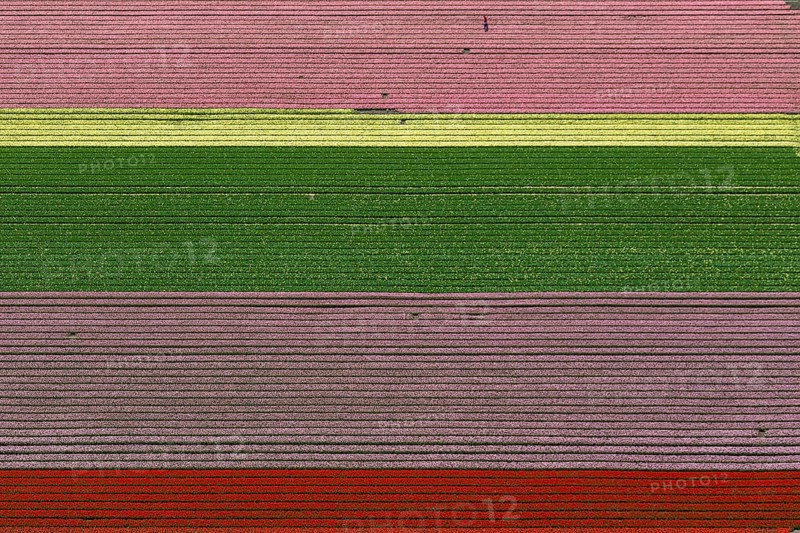 Tulip fields