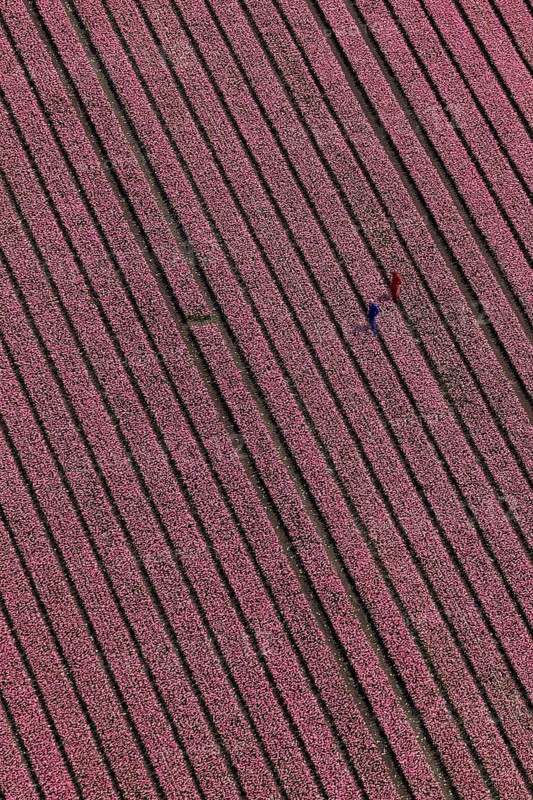 Tulip field
