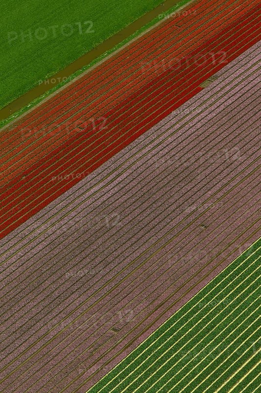 Tulip fields