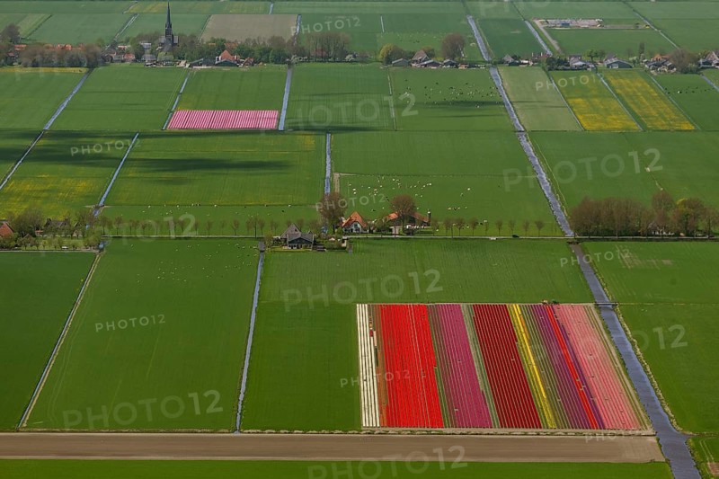 Tulip fields